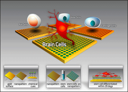 Image: Diagram showing how NanoStem biochips are developed by depositing chemical cues in a precise pattern onto a solid surface using DPN technology (Photo courtesy of NanoInk).